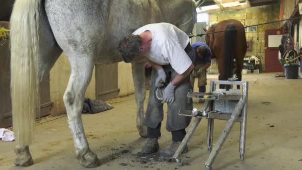 A craftsman farrier replace horseshoes — Stock Video