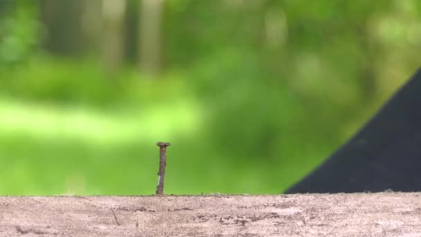 Tirando un chiodo di falegname con un piede di porco — Video Stock