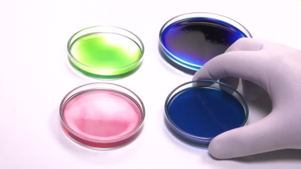 Posizionamento en riempito piatto di Petri blu — Video Stock