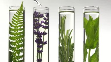 Fern, lavanta, biberiye ve nane test tüpleri