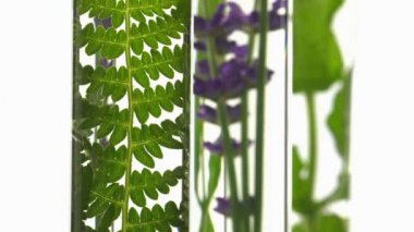 Fern, lavanta ve nane test tüpleri