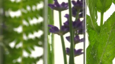 Fern, lavanta ve nane test tüpleri