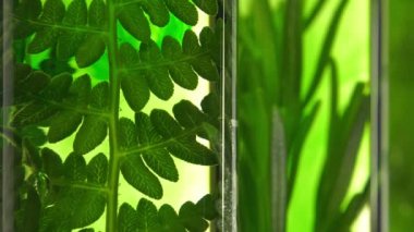 Fern ve biberiye test tüpleri