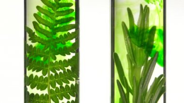 Fern ve biberiye test tüpleri