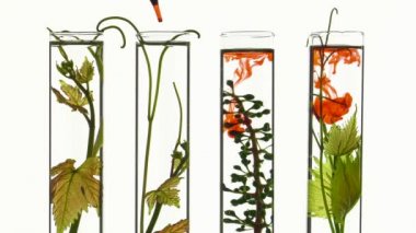 kırmızı boya damla test tüplerde yatırma pipet