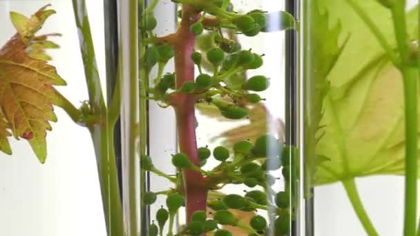 Young vine shoots in test tubes turning — Stock Video