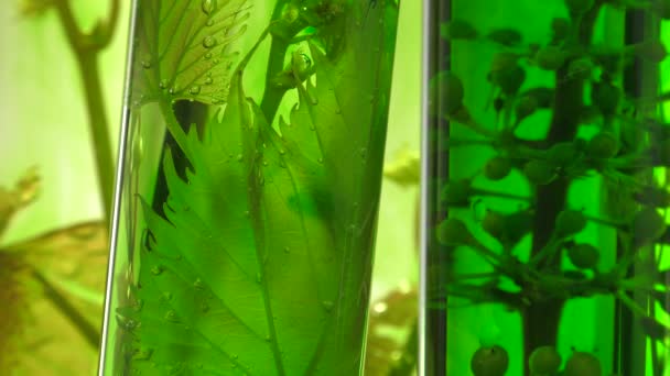 Pipeta depositando gotas de corante verde em tubos de ensaio — Vídeo de Stock