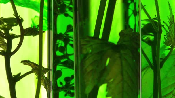 Pipeta depositando gotas de corante verde em tubos de ensaio — Vídeo de Stock