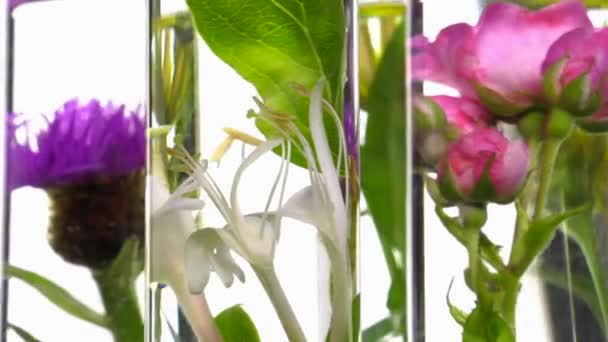 Rose, honeysuckle, thistle and dandelion in test tubes turning — Stock Video