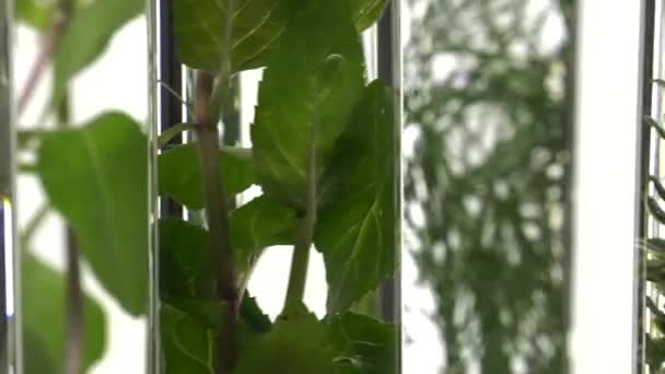 Chives, dill, thyme, basil,  curry and mint in test tubes — Stock Video