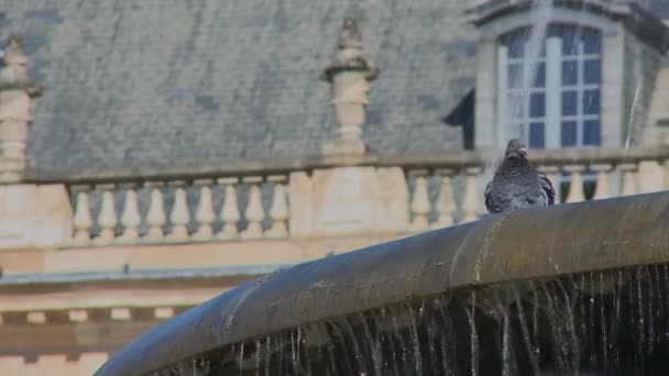 Bordeaux stock market place — Stock Video