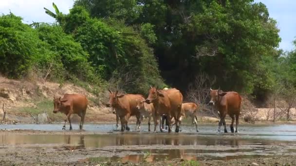 Rebaño de vacas — Vídeos de Stock