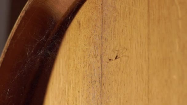 Αράχνη σε βαρέλι — Αρχείο Βίντεο