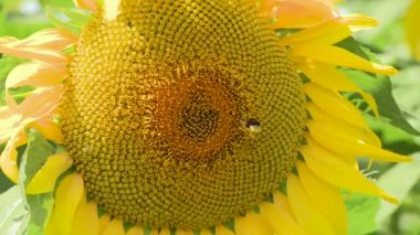 Bumblebee ayçiçeği üzerinde