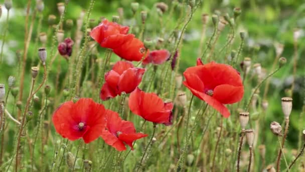 Poppies in the vineyards — Stock Video