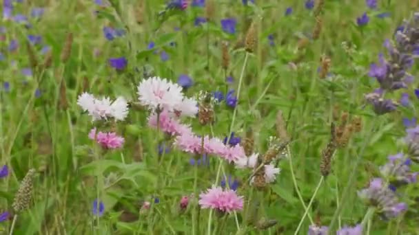 Flores silvestres — Vídeo de stock