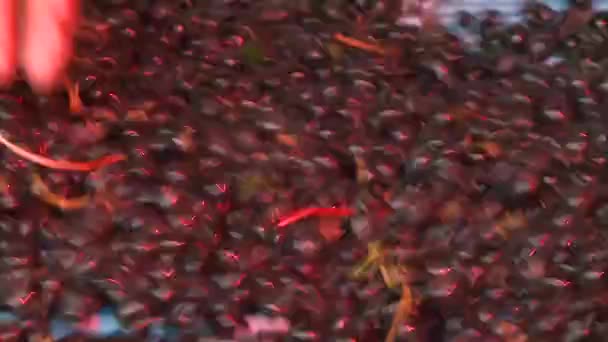 Raisin en cuve de fermentation — Video