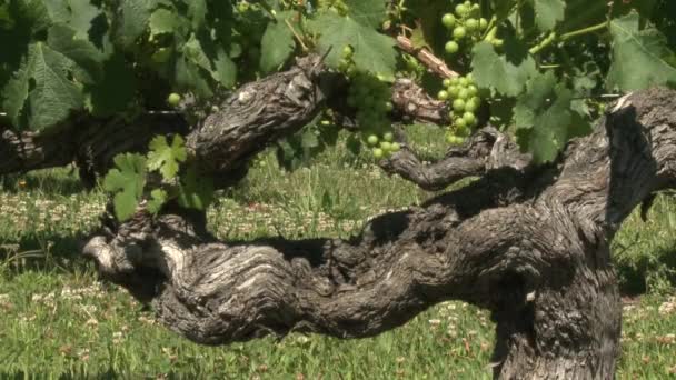 Старий виноградна лоза — стокове відео
