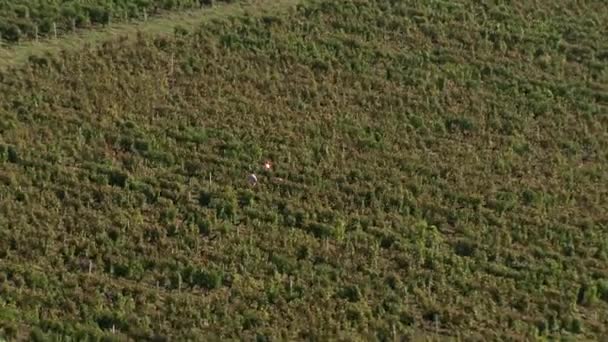 Trabajos de vinificación — Vídeo de stock