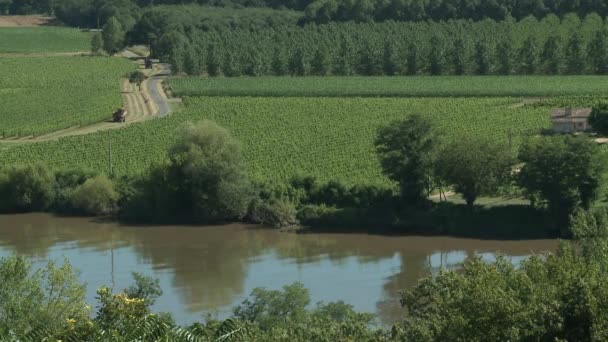 Wineyard near river — Stok video