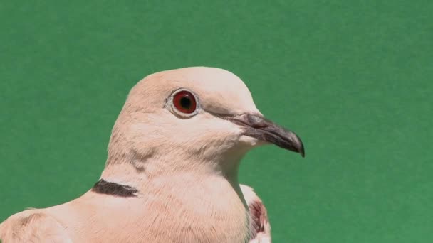 Porumbel într-un gard viu — Videoclip de stoc