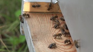 giriş kovan ve gelip giden arı