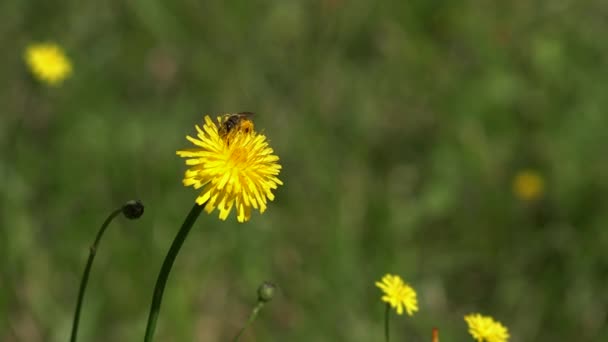 Сбор пчел на цветок одуванчика — стоковое видео