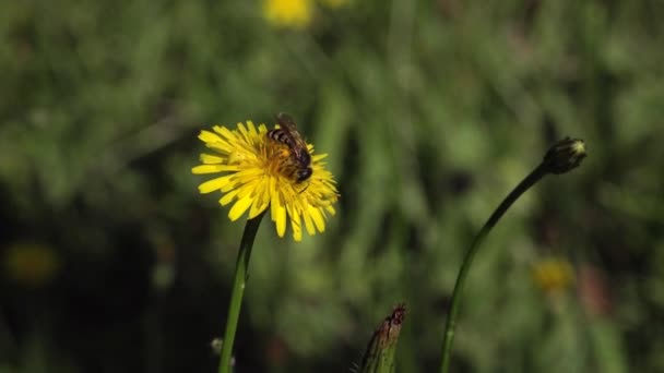 Recogida de abejas en flor de diente de león — Vídeos de Stock