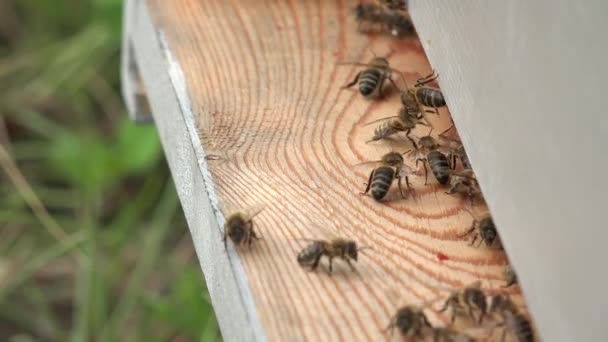 Entrada a la colmena y abejas yendo y viniendo — Vídeo de stock