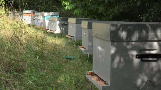 Alineación de las colmenas en el refugio de los árboles — Vídeos de Stock