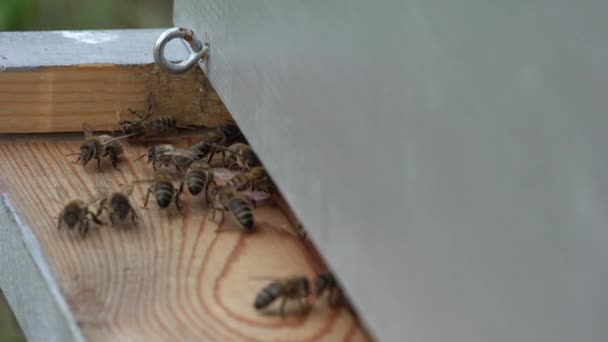 Entrada a la colmena y abejas yendo y viniendo — Vídeos de Stock