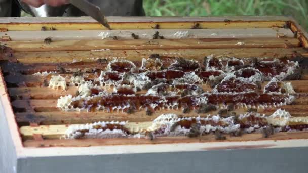Бджоли, які побудовані за рамками — стокове відео