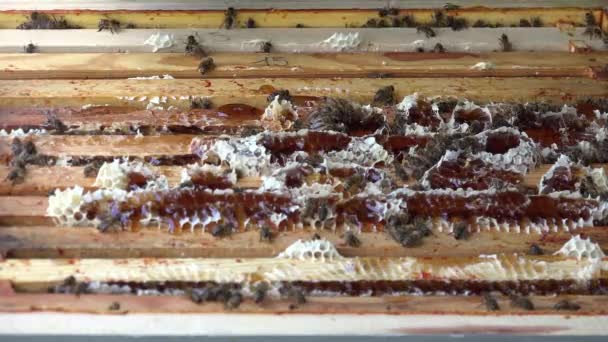 Abeilles qui ont construit au-delà des cadres — Video