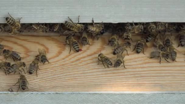 Вход в улей и пчелы приходят и уходят — стоковое видео