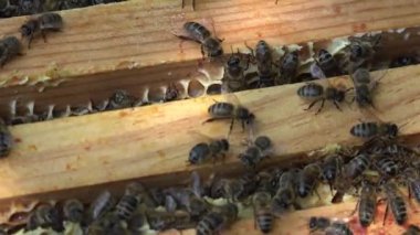 çerçeveler tatlım ayıklama önce kaldırılması