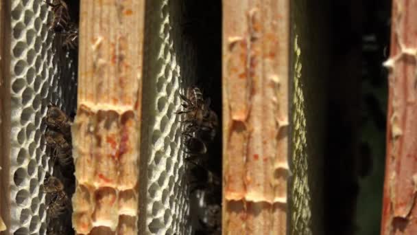 Закрытие рамок и их пчел — стоковое видео