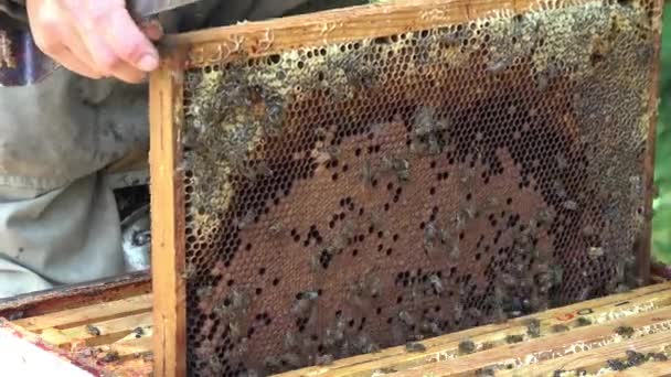 A méz extrakció előtt keretek eltávolítása — Stock videók