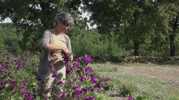 Récolte manuelle de fleurs violettes une par une — Video