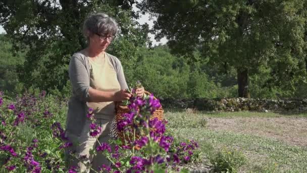 Χέρι συγκομιδή του μωβ λουλούδια από ένα — Αρχείο Βίντεο