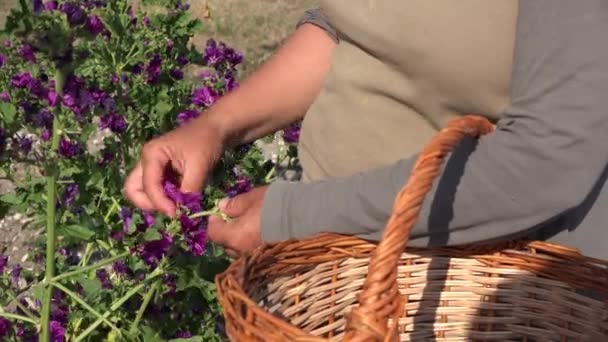 Colheita da mão de flores roxas, uma por uma — Vídeo de Stock