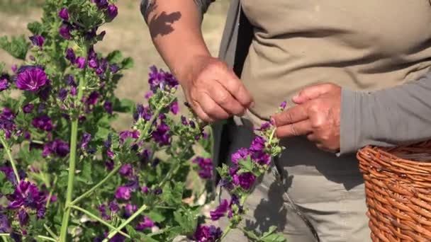 Cosecha manual de flores púrpuras una por una — Vídeos de Stock