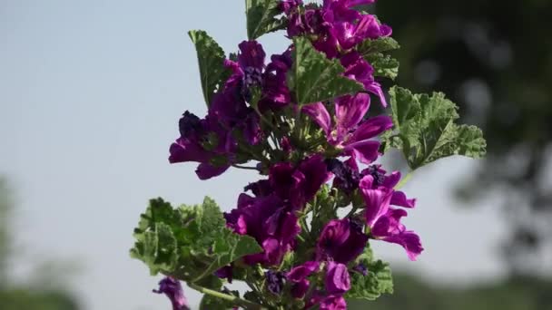 보라색 꽃 하나 하나 손으로 수확 — 비디오