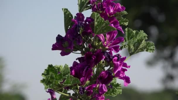 Ручной сбор фиолетовых цветов один за другим — стоковое видео