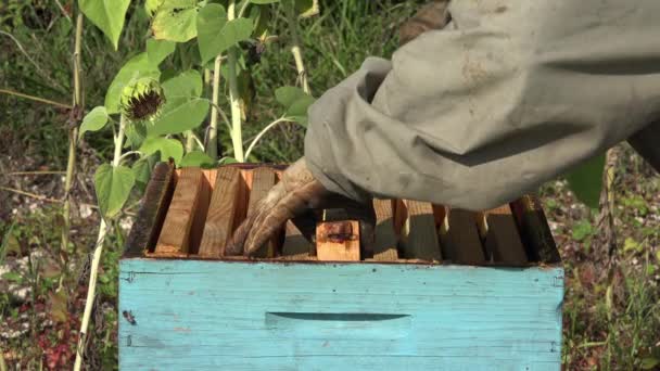 Ο μελισσοκόμος βγάζει ένα πλαίσιο — Αρχείο Βίντεο