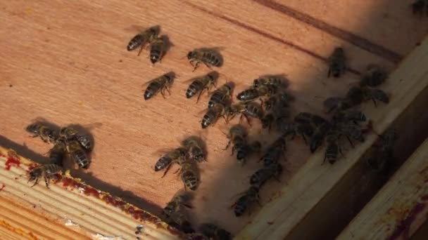 Tráfico de abejas — Vídeo de stock