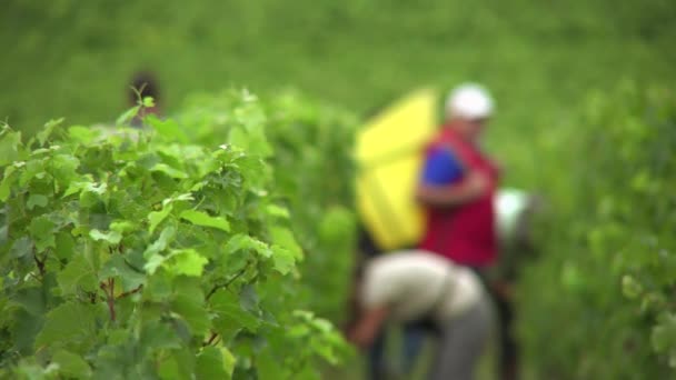 Manual harvesting to better select and protect fruits — Stock Video