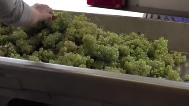 Vendemmia vite bianca, tavola di cernita vibrante manuale — Video Stock