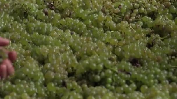 Vendemmia vite bianca, tavola di cernita vibrante manuale — Video Stock