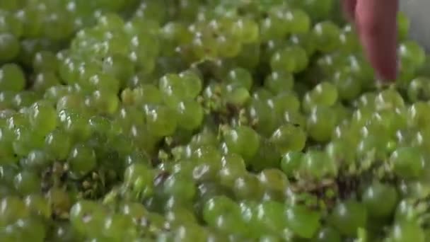 Vendemmia vite bianca, tavola di cernita vibrante manuale — Video Stock