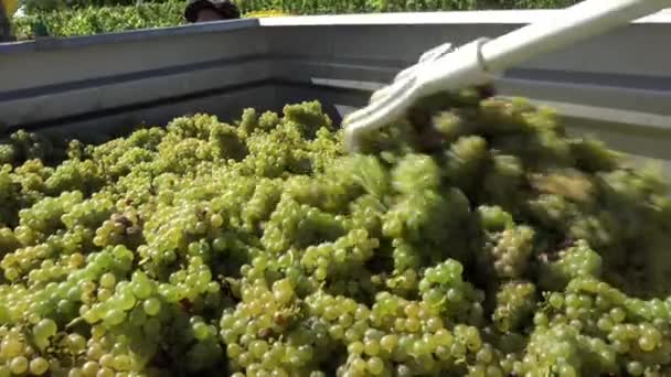 Distribución de uvas blancas en el remolque — Vídeo de stock